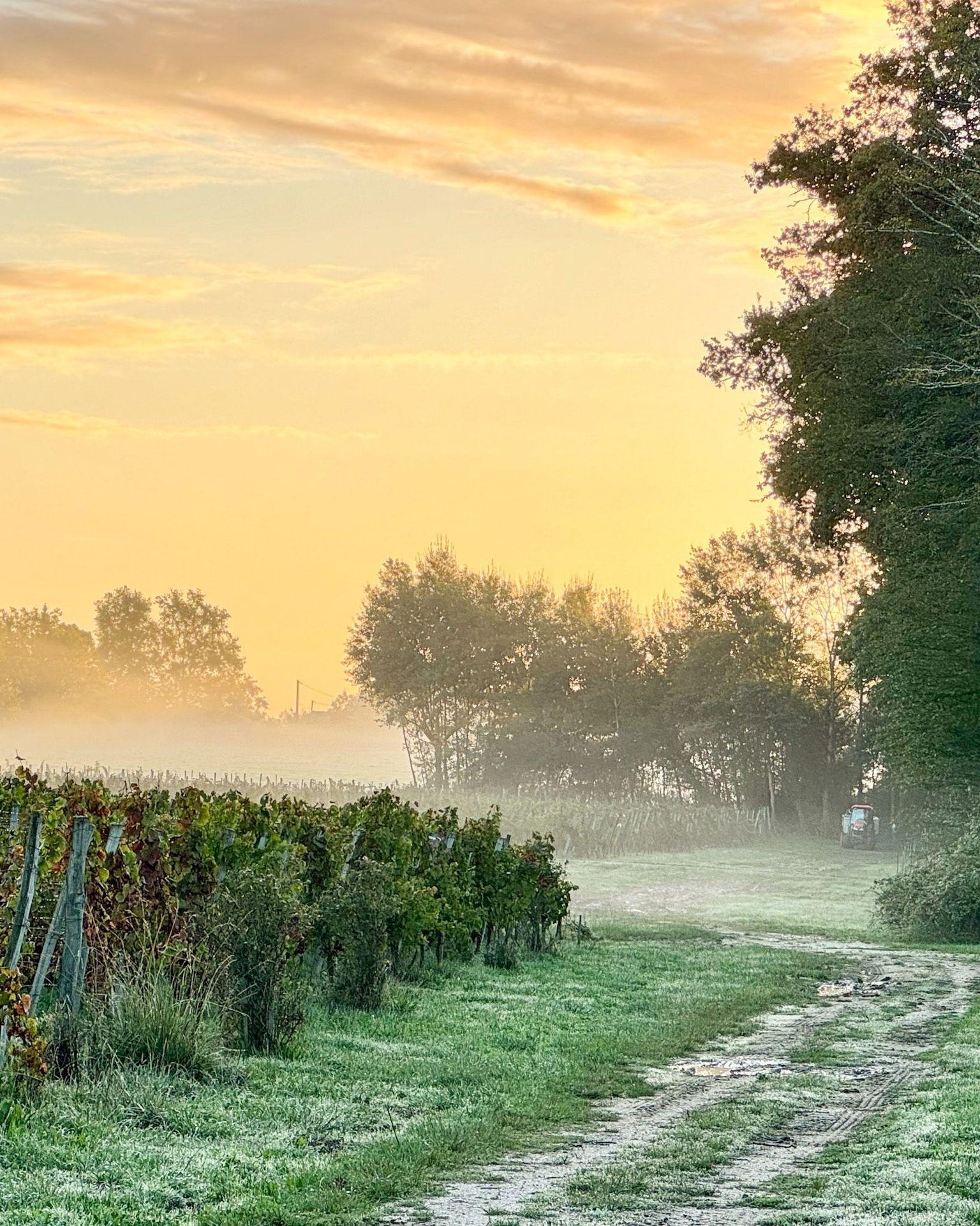 Morgennebel über den Reben