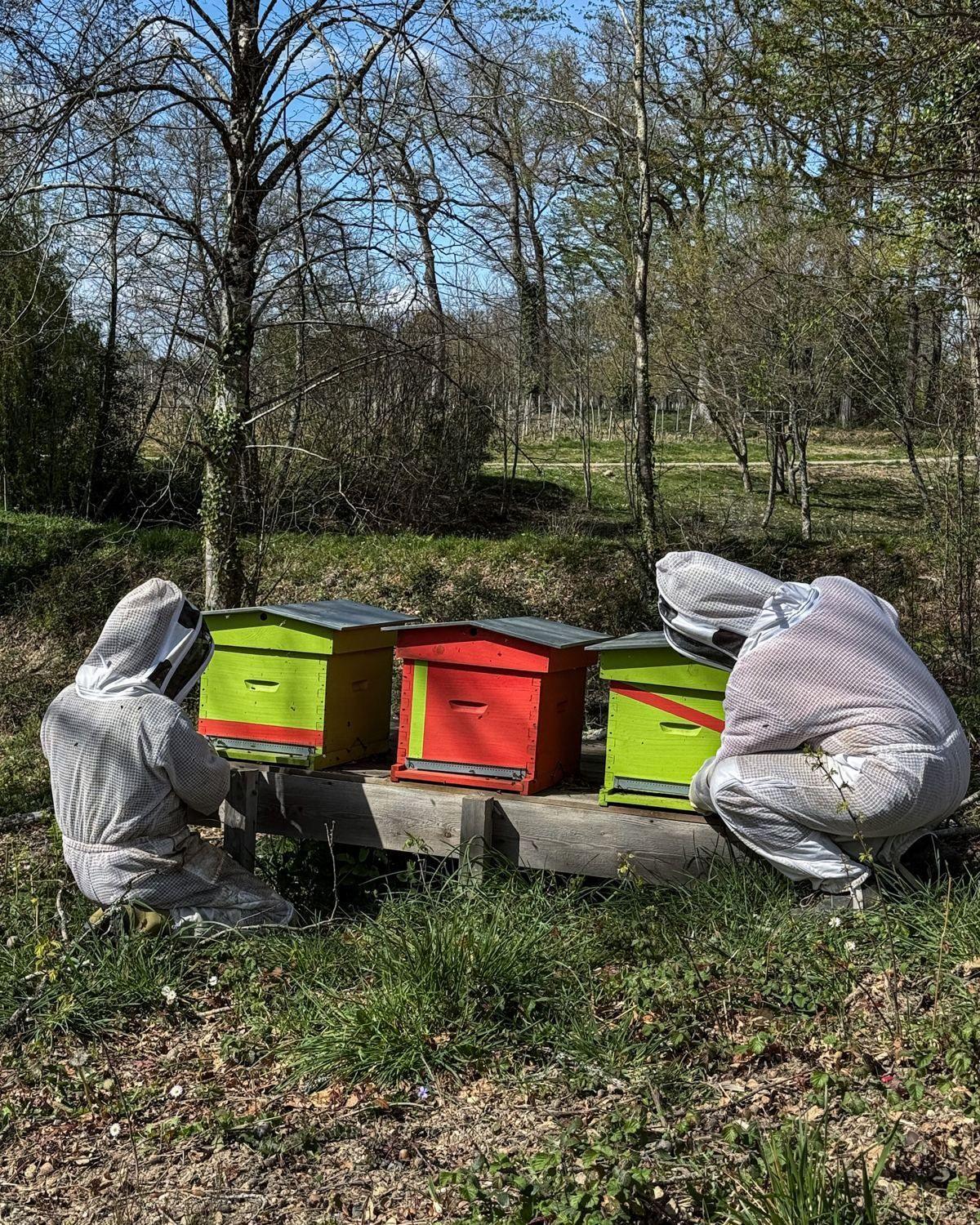 Imker bei der Arbeit an den Stöcken