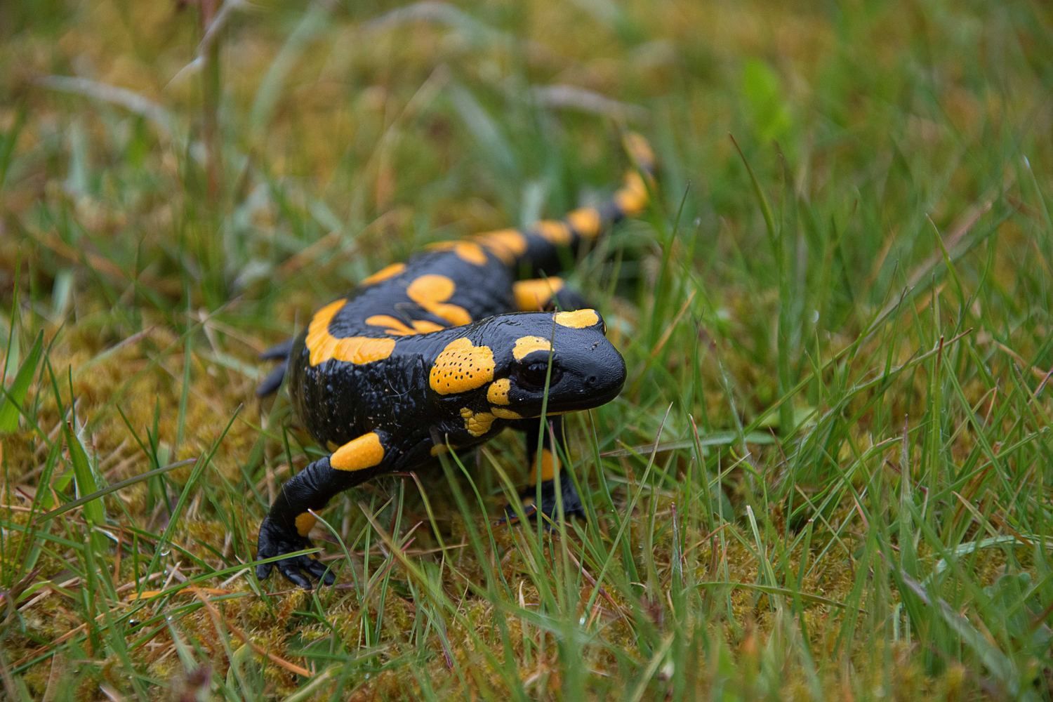 Feuersalamander