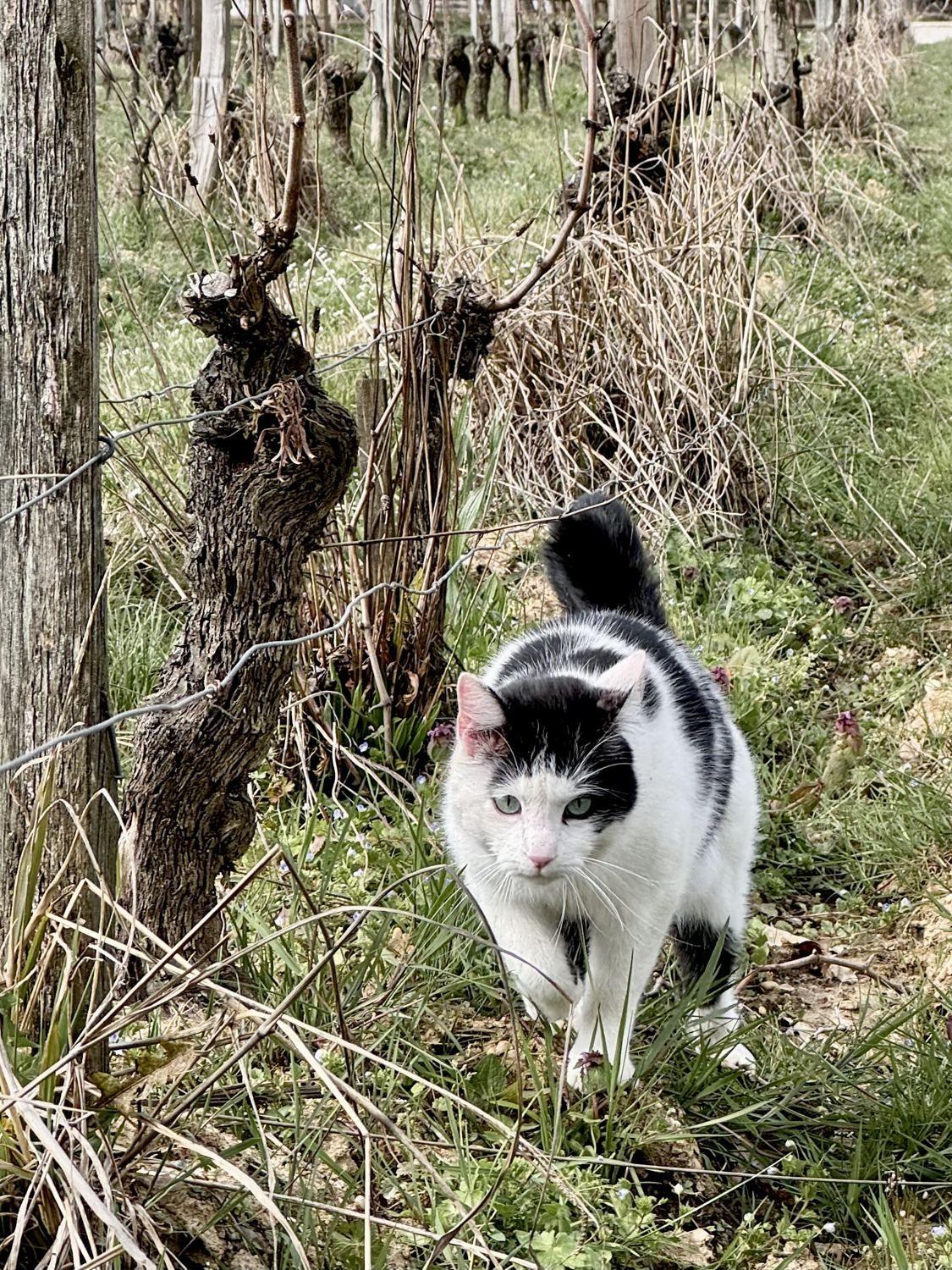 Mico, der Kater des Ateliers
